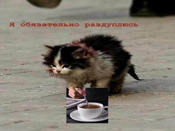 Я обязательно выживу котенок Мем