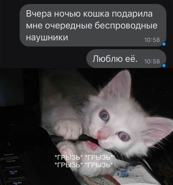 Котик кусает провод