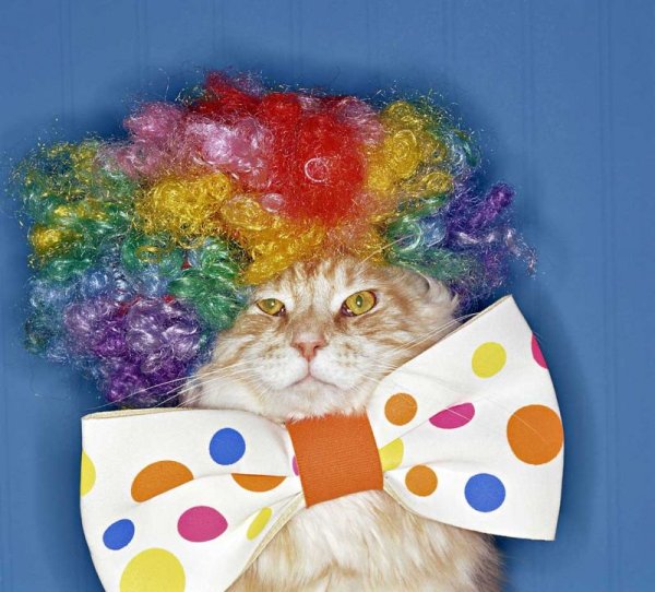 Кот клоун