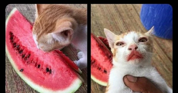 Котик ест Арбуз