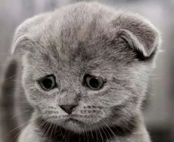 Обиженные животные