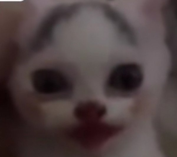 Кот Джокер Мем