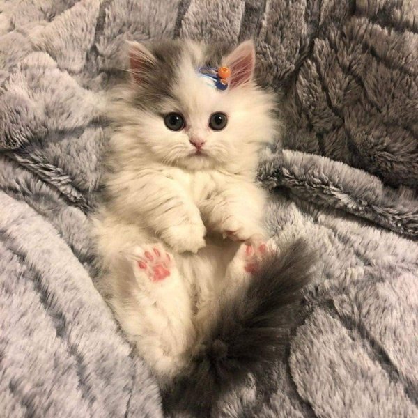 Котята милашки