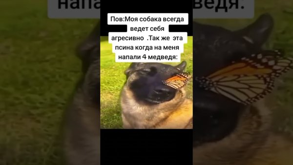 Мемы с собакой и бабочкой