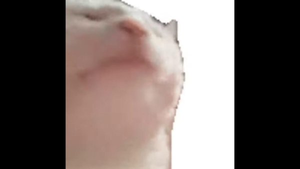 Белый кот кивает головой