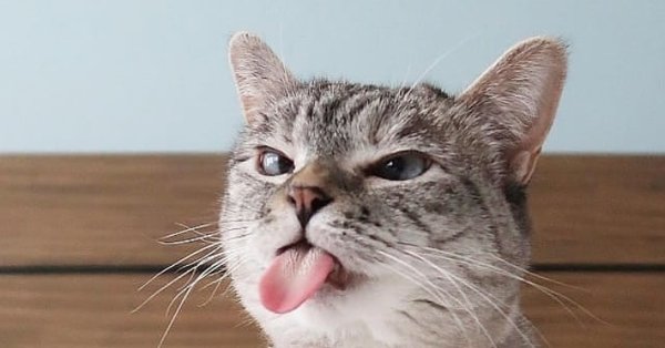 Кот высунул язык