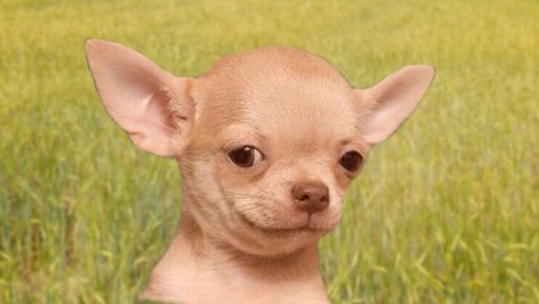 Чихуахуа ушастая
