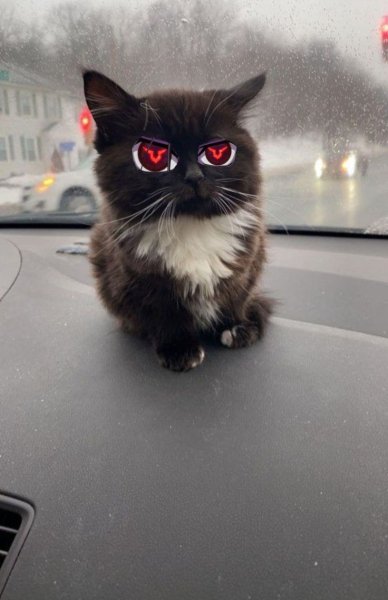 Кошка Вирго чмоня