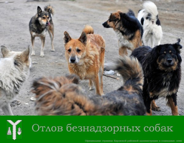 Свора бродячих собак