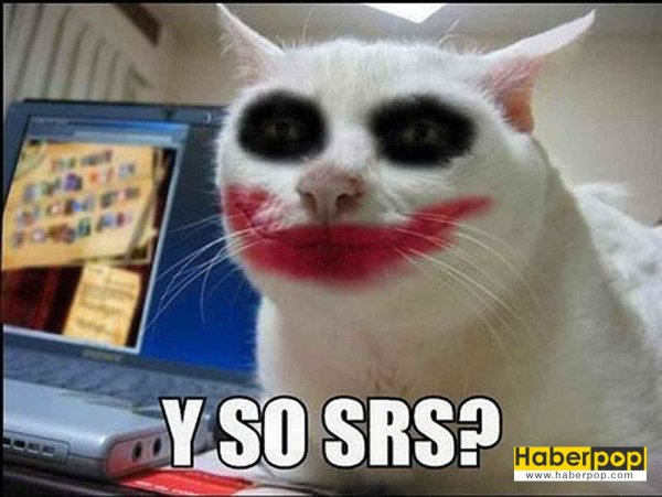 Кот с накрашенными губами