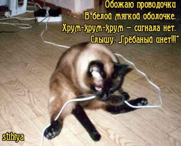 Кот перегрыз провод