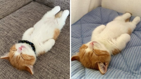 Спящий котик