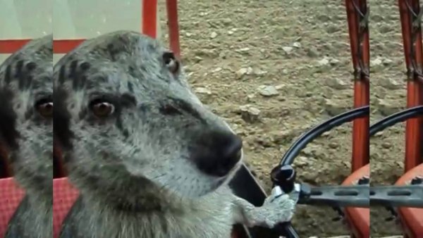 Собака за рулем трактора