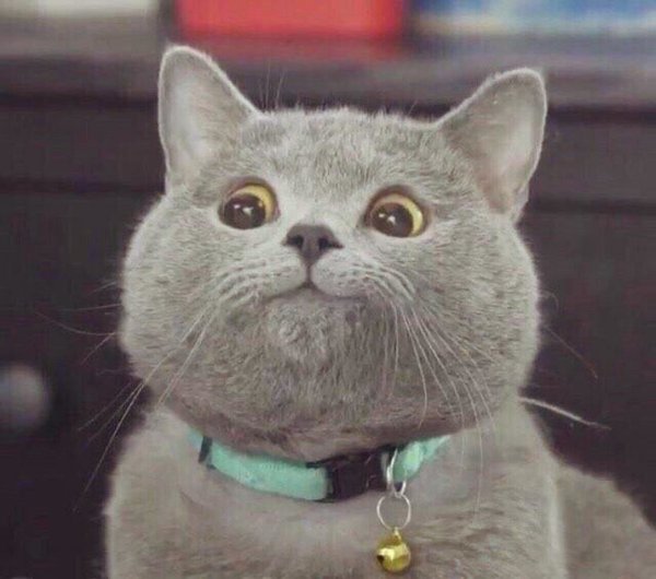 Смешные кошки