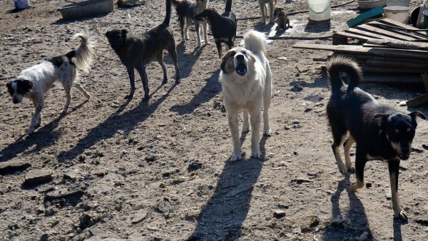 Бездомные собаки