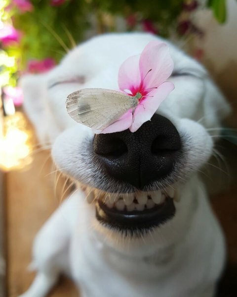 Улыбающийся песик