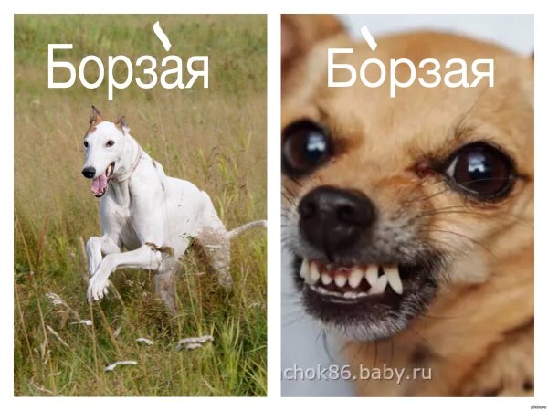 Прикольные надписи про собак