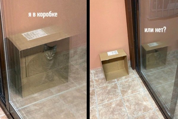 Кот Шредингера мемы