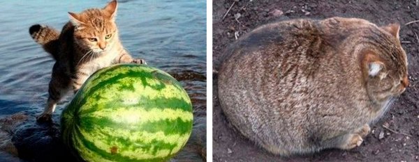Котенок и Арбуз