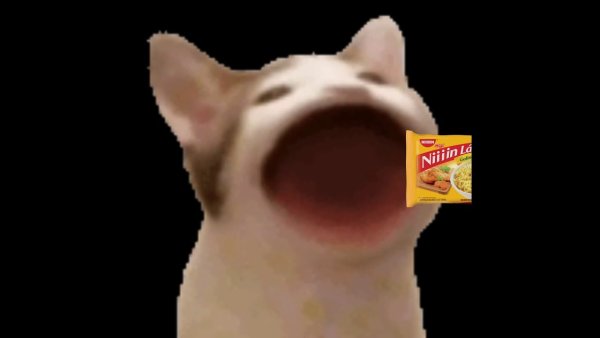 Кот Мем открытый рот