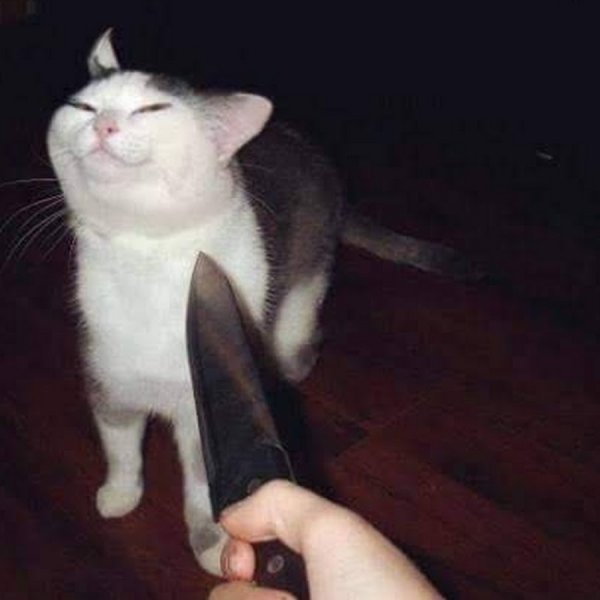 Кот с ножом Мем