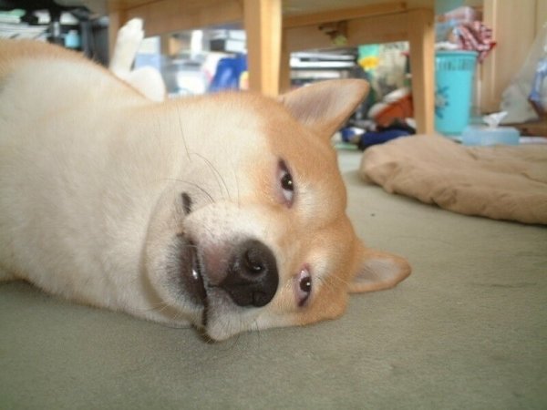 Уставшая собака