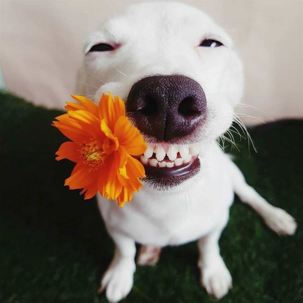 Щенок с цветочком