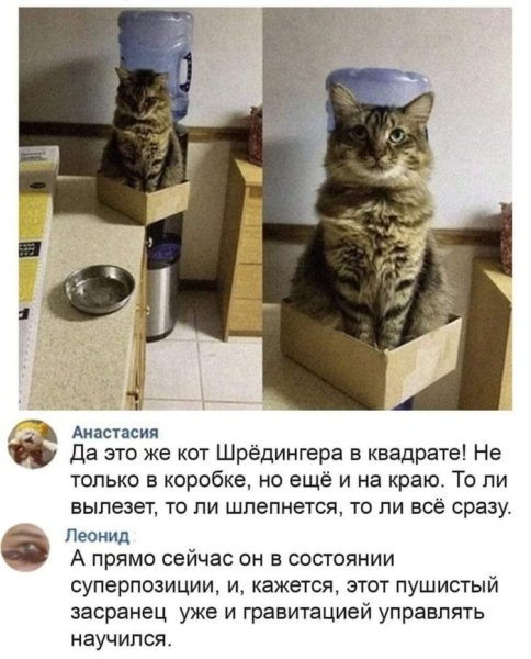 Коты Шредингера