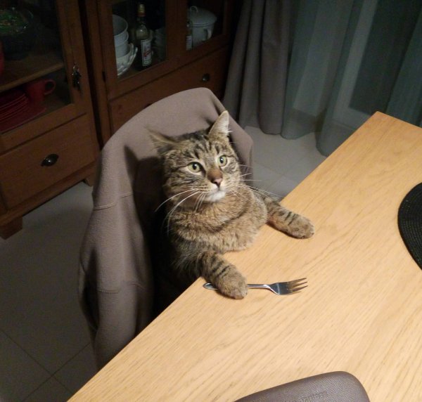 Кот с вилкой