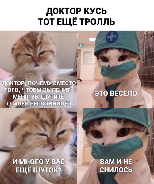 Кусь Мем с котом