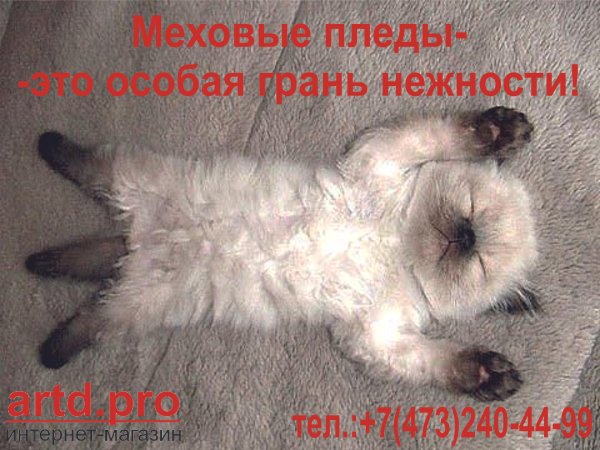 Кот с вытянутыми лапами