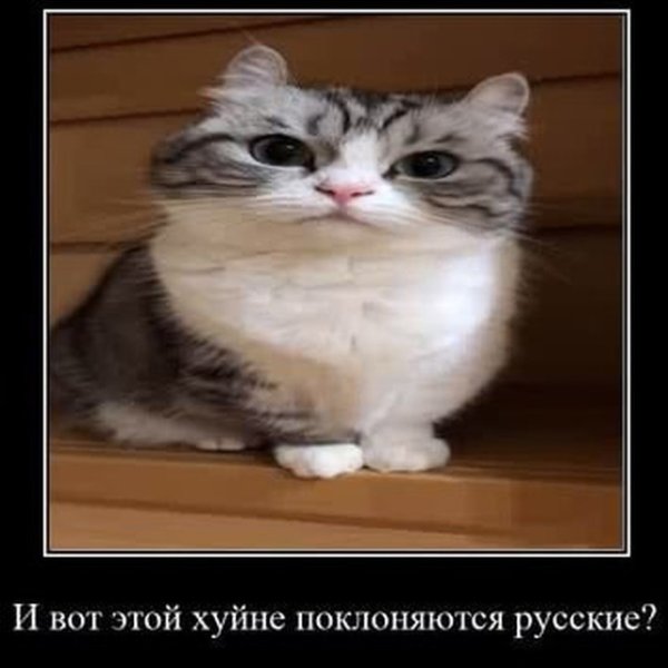 Котик комару порода