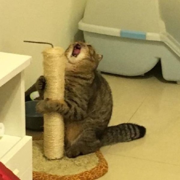 Кот орет когтеточка