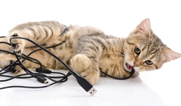 Котик с проводами