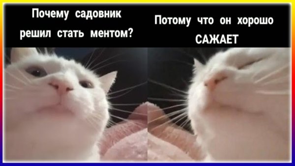 Белый кот Мем качает головой