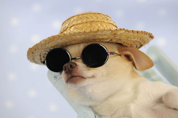 Кот в очках и шляпе