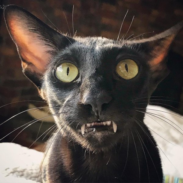 Ориентальный кот вампир