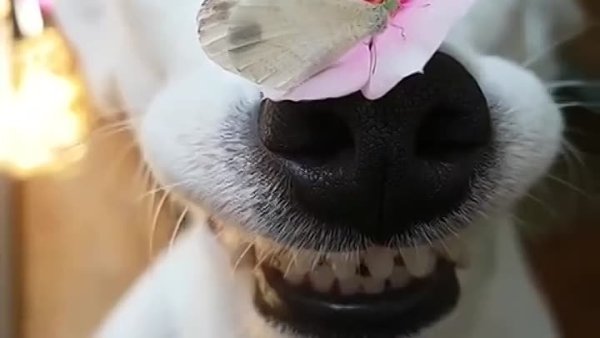 Улыбающаяся собака с бабочкой на носу