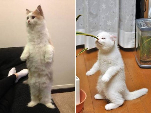 Кот на задних лапах