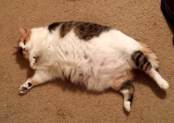 Толстый кот лежит на спине