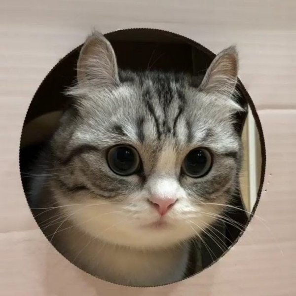 Комару котик