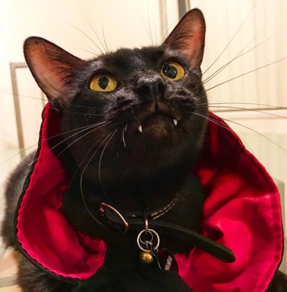 Граф Мрякула