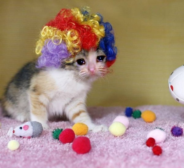 Котик клоун Мем
