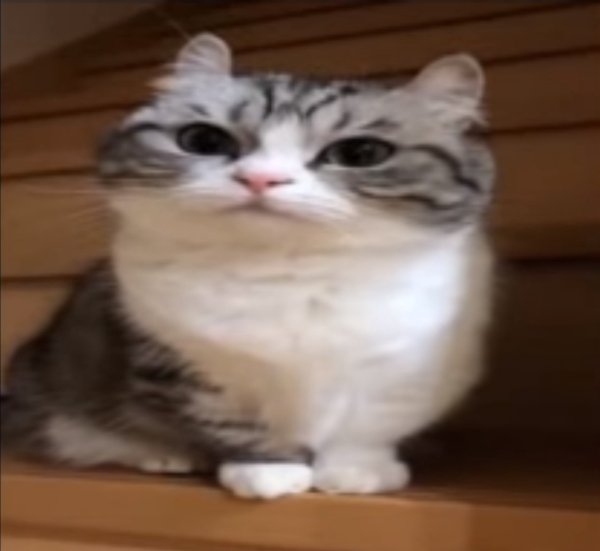 Mugimeshi кот порода