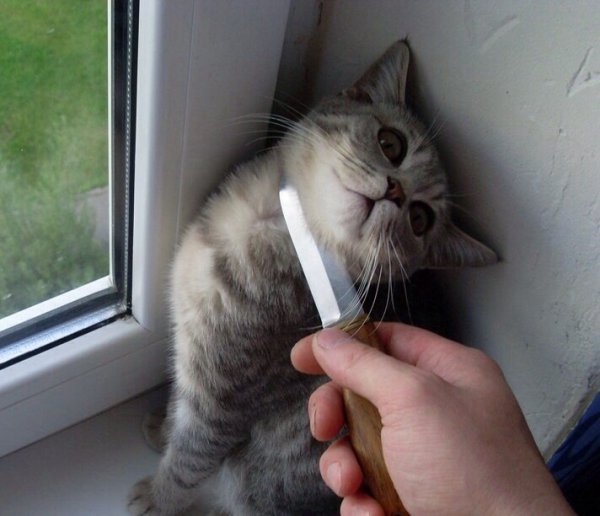 Коты с ножами