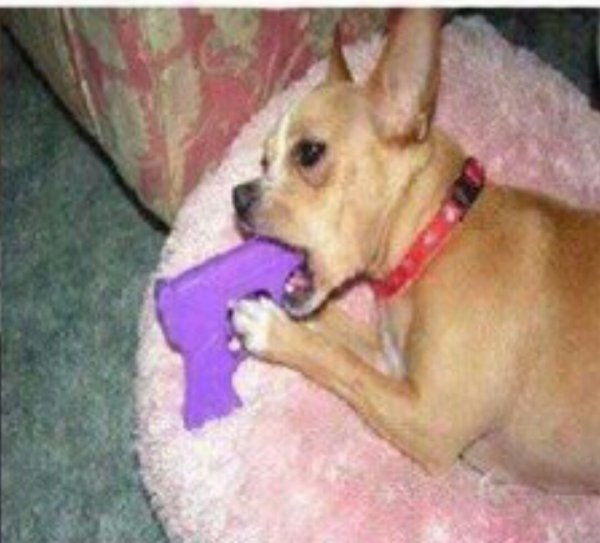 Собаки раньше и сейчас Мем