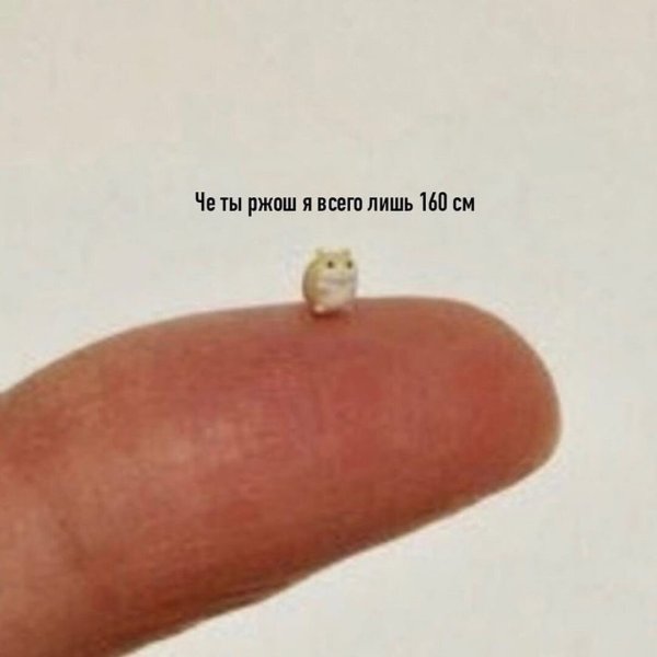 Маленький котенок на пальце Мем