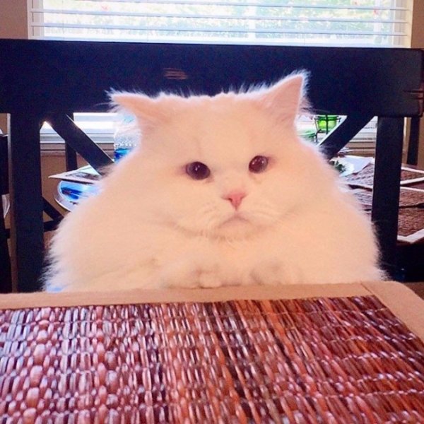 Кот не глаженый не целованый