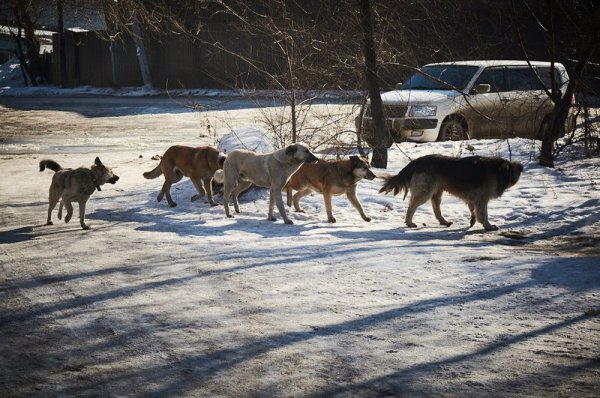 Свора собак