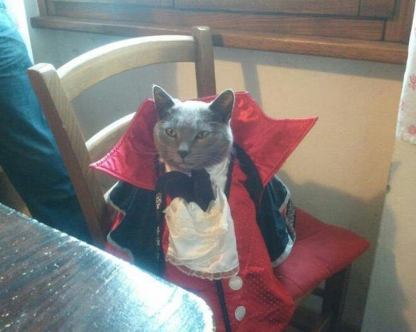 Граф Дракула прикол